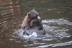Sitka082