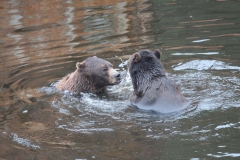 Sitka085
