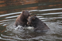 Sitka088