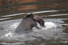 Sitka089
