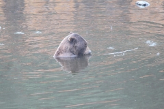 Sitka092