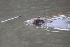 Sitka093