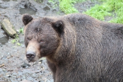 Sitka094