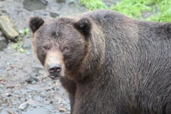 Sitka095
