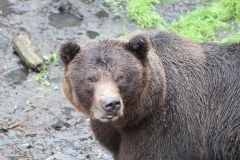 Sitka096
