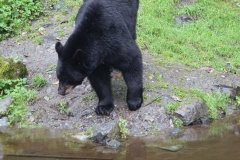 Sitka097