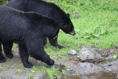 Sitka098