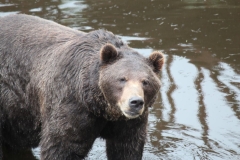 Sitka099