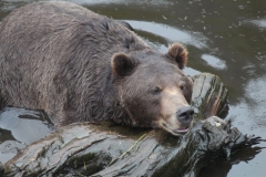 Sitka101
