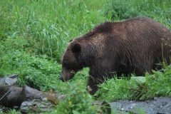 Sitka102