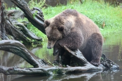 Sitka106