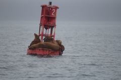 Icy-Strait-035