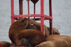 Icy-Strait-042