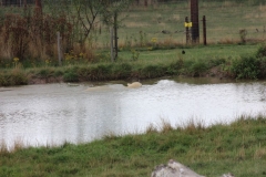 Yorkshire-033