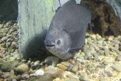 Oceanarium-003