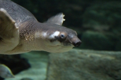 Oceanarium-012