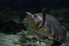 Oceanarium-014