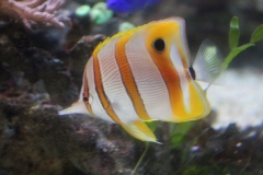 Oceanarium-016