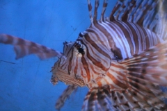 Oceanarium-017