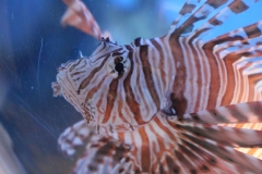 Oceanarium-018