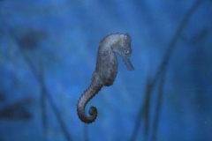 Oceanarium-019