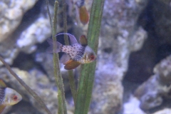 Oceanarium-020