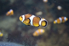 Oceanarium-021