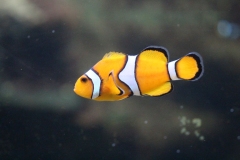 Oceanarium-022