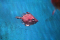 Oceanarium-023