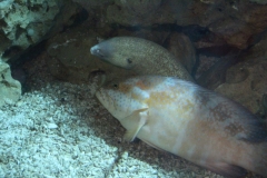 Oceanarium-024