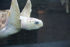 Oceanarium-025