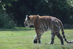 Woburn-001