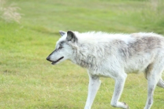 Woburn-008