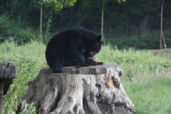 Woburn-009