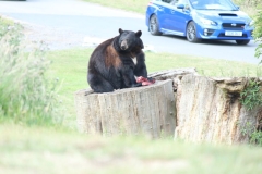 Woburn-010