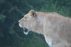 Woburn-011