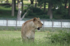 Woburn-012