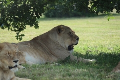 Woburn-013