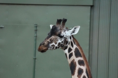 Woburn-014
