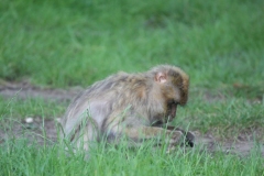 Woburn-015