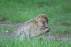 Woburn-016