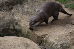 Woburn-018