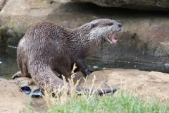 Woburn-019