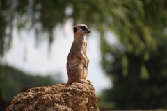 Woburn-023