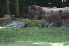 Woburn-026