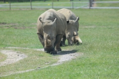 Woburn-030