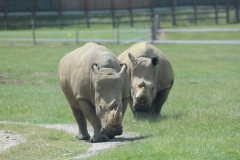 Woburn-031