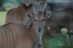 Woburn-033