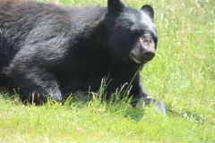 Woburn-034