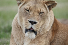 Woburn-036